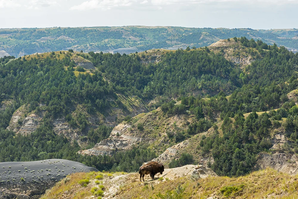 Bison at TR NPS.jpg