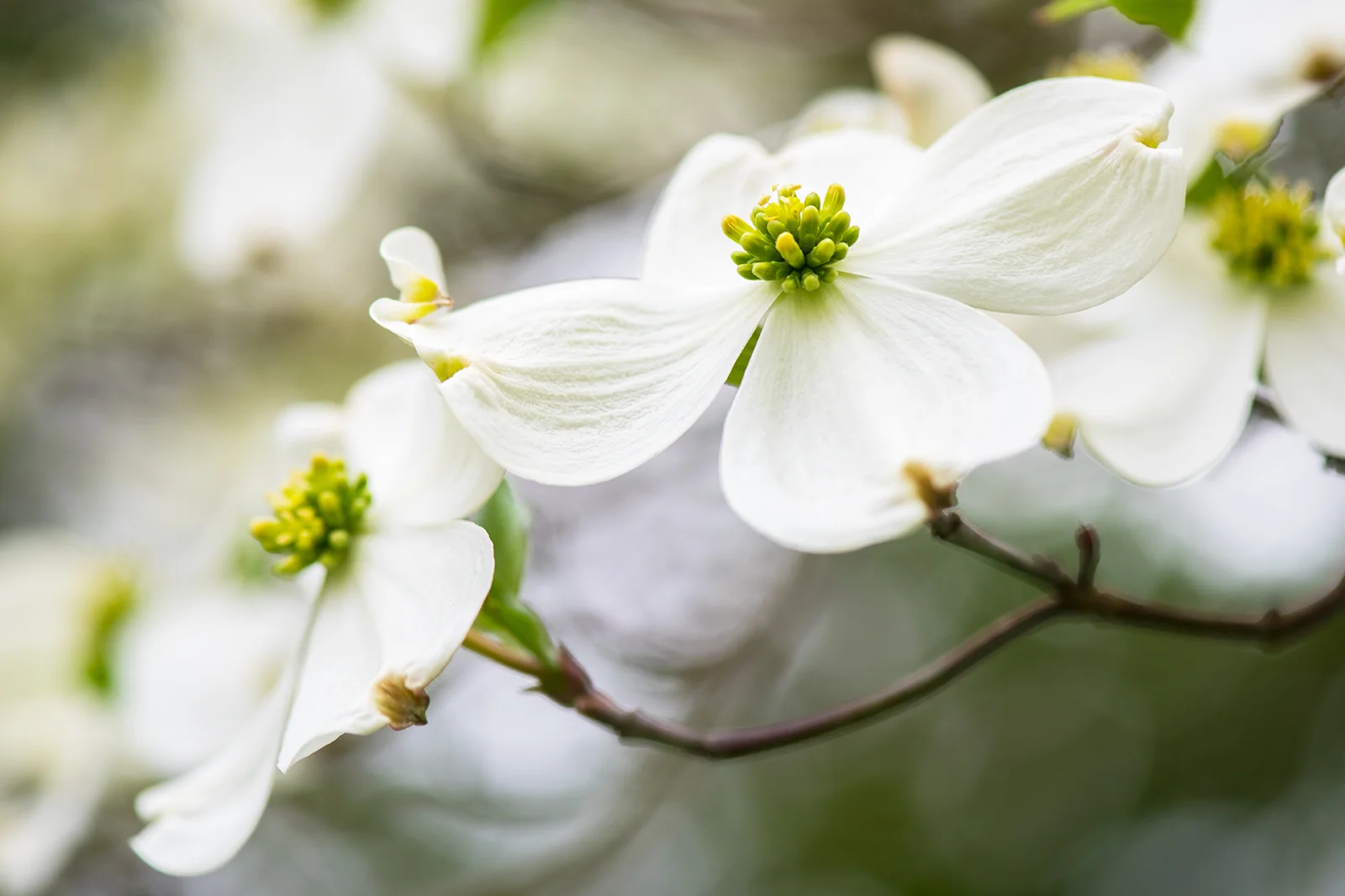 Dogwood Blooms.jpg