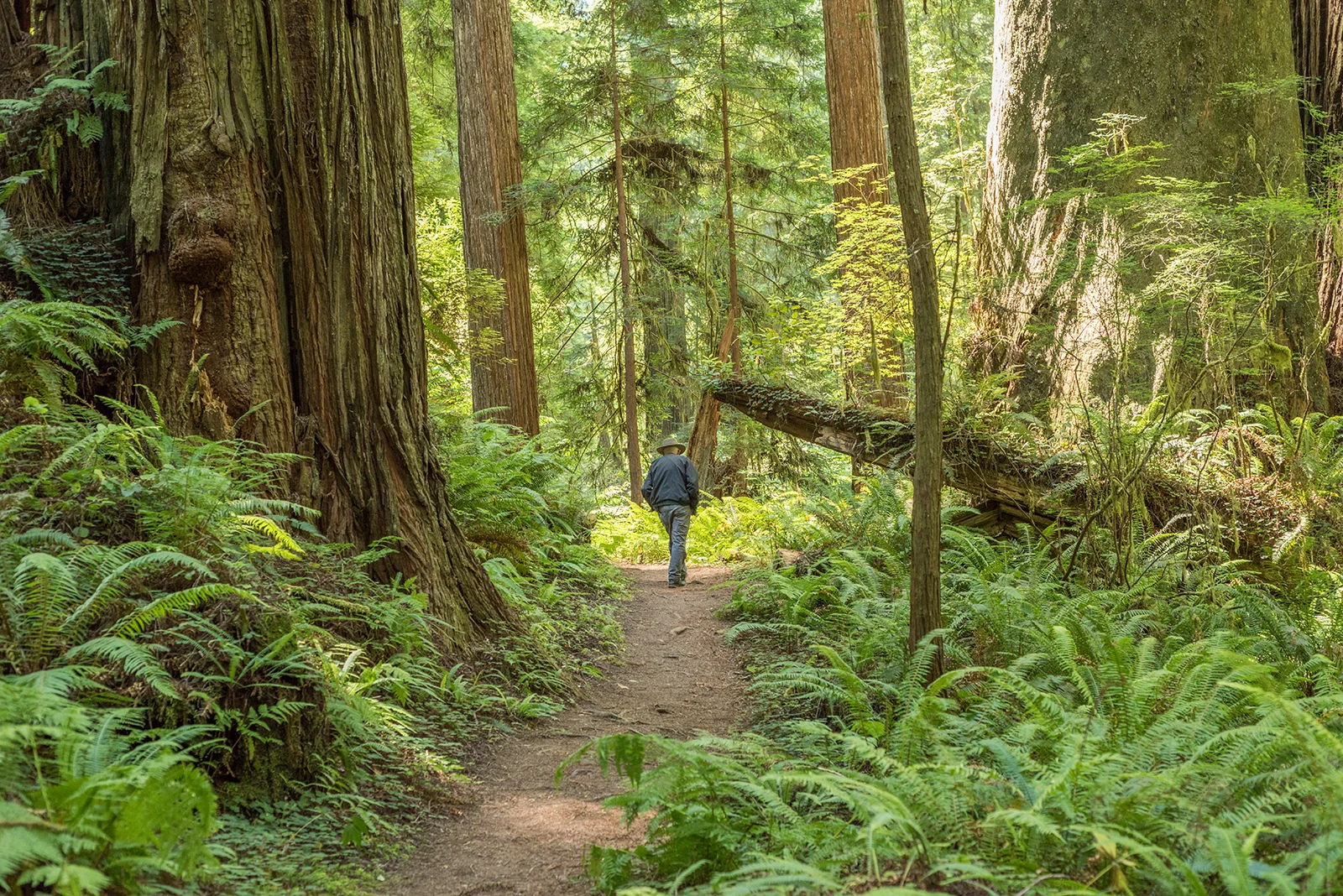 Redwoods.jpg