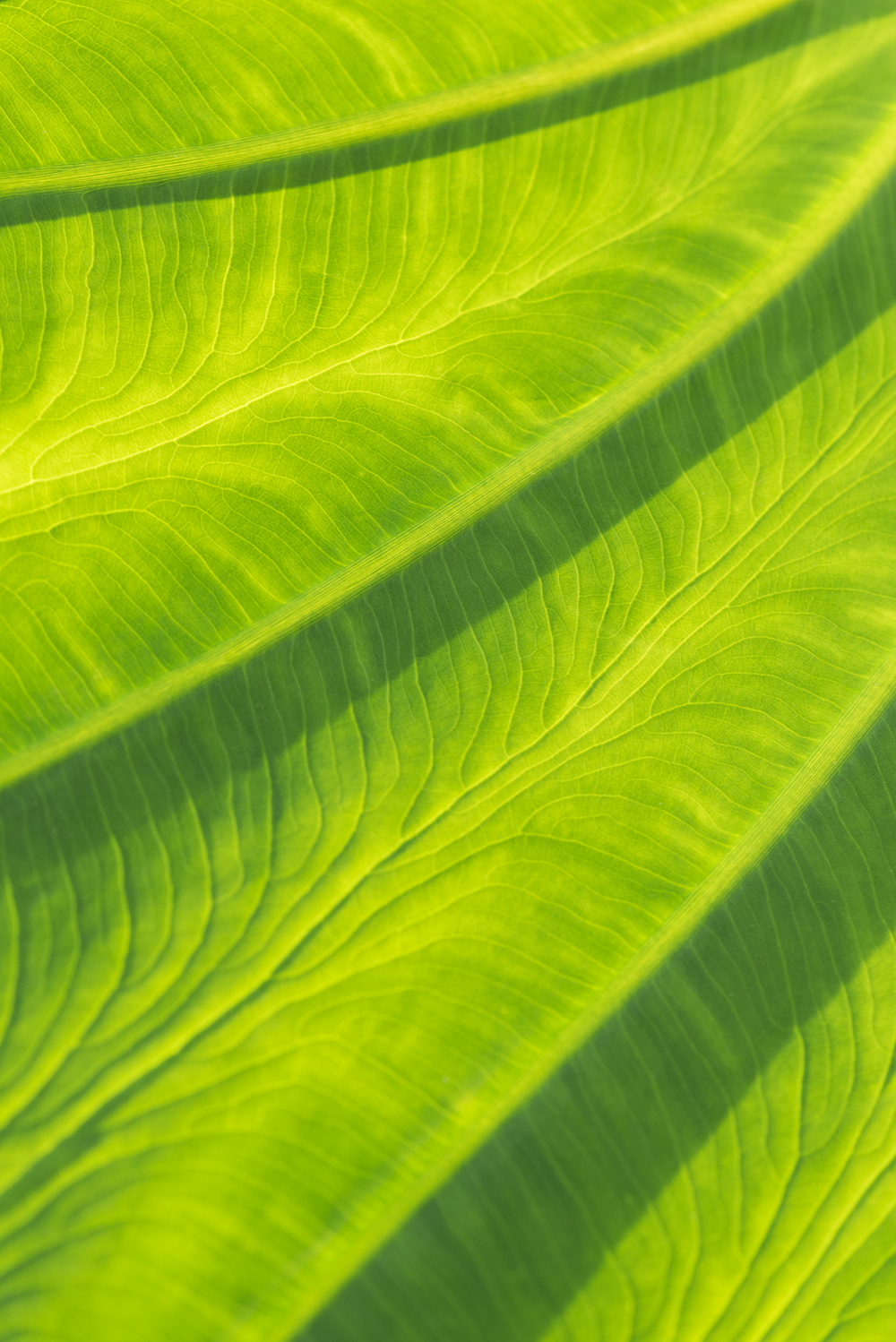 Elephant Ear