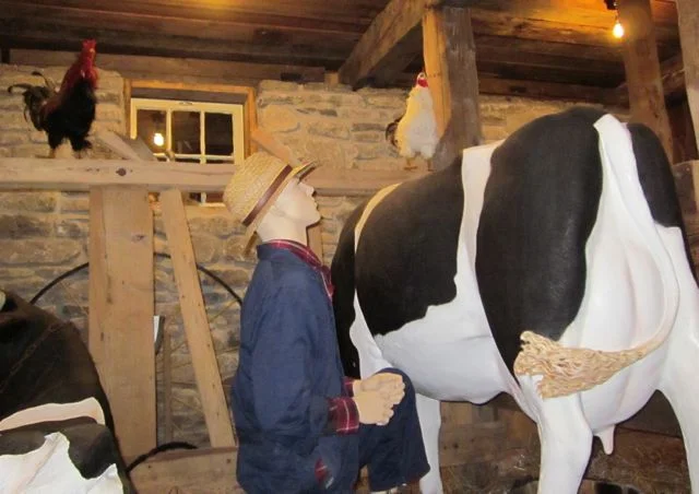 Milking by hand in the barn