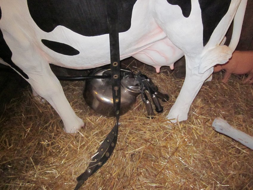 Milker surge
