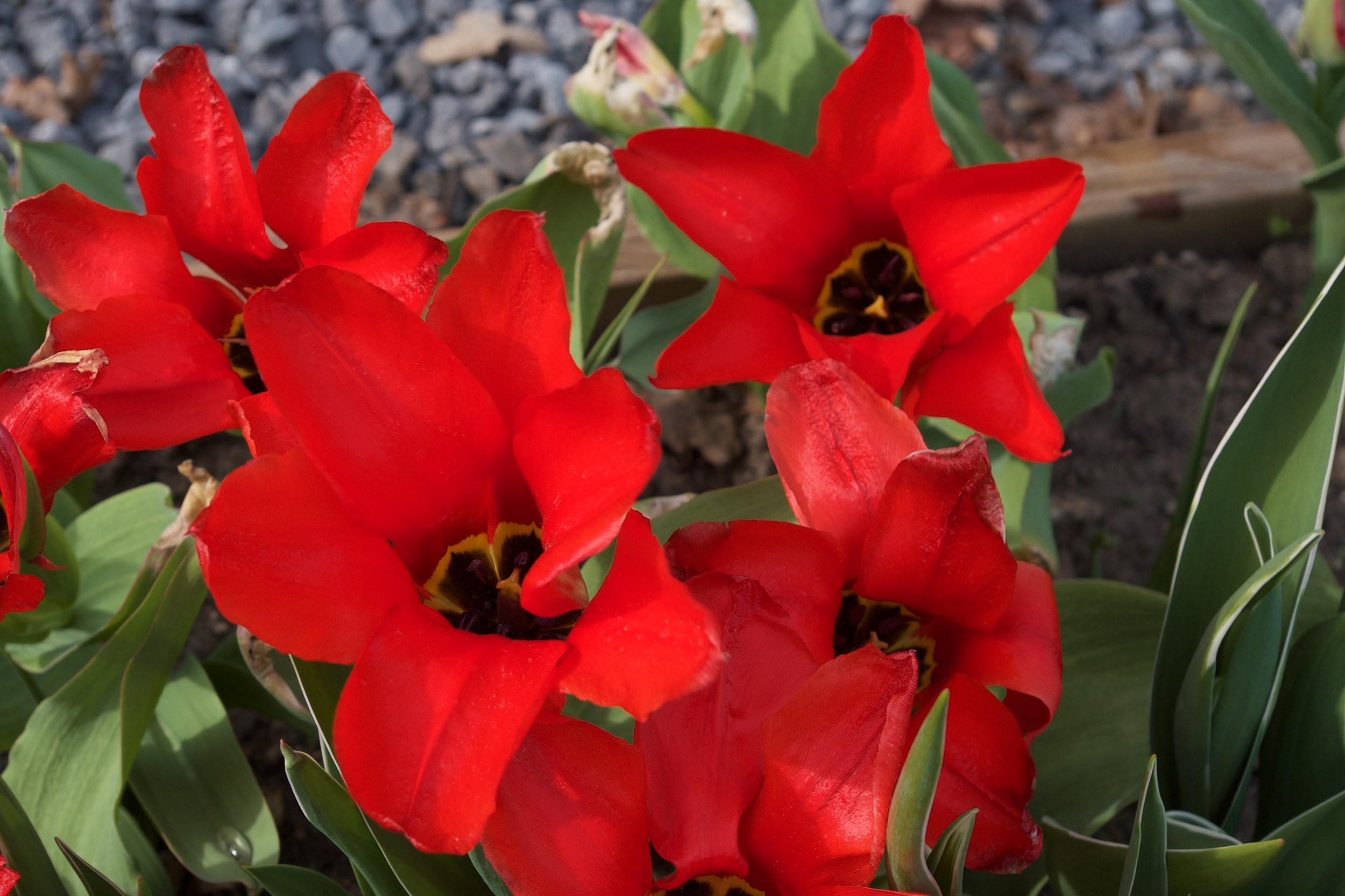 Tulips 1.jpg