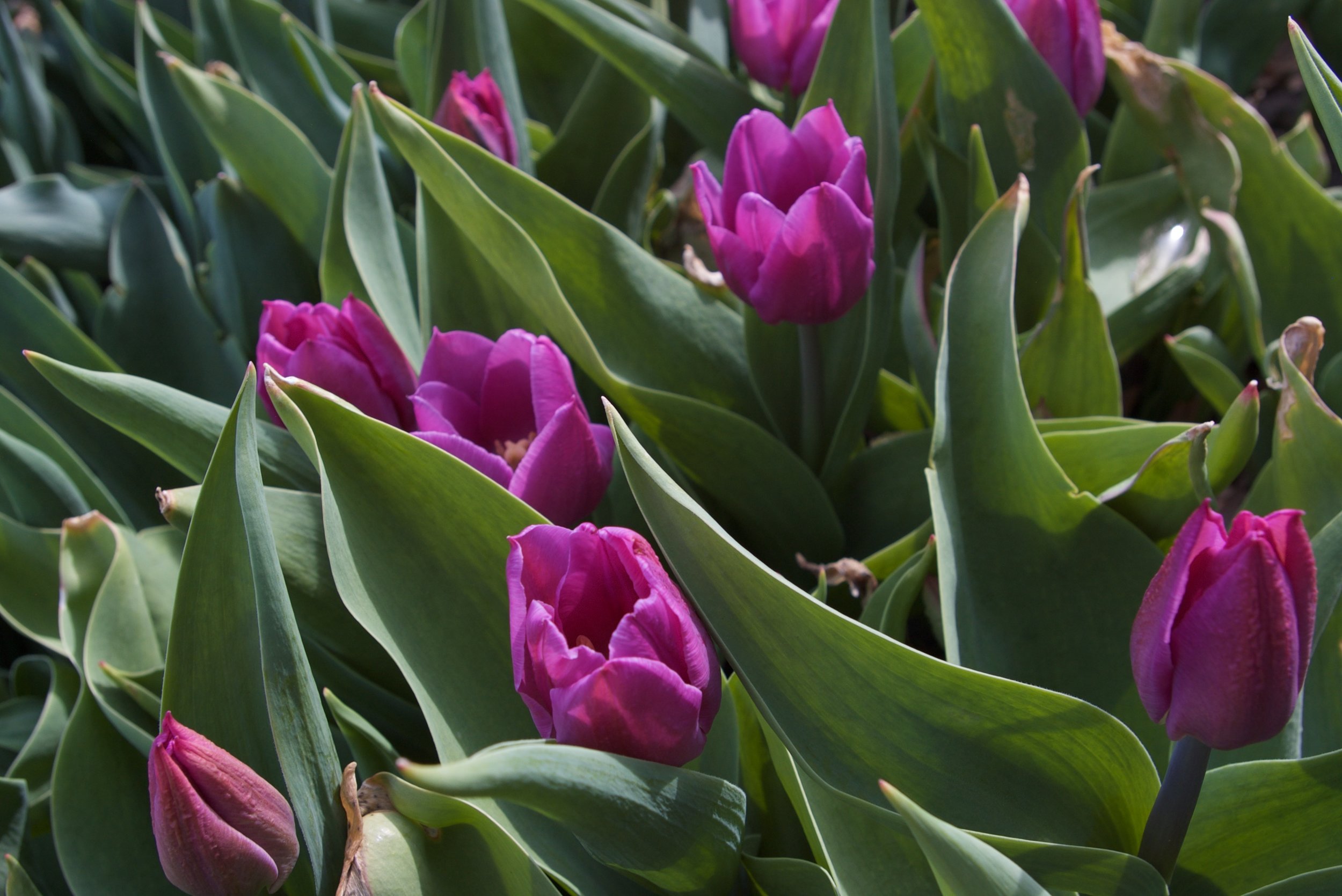 Tulips 5.jpg