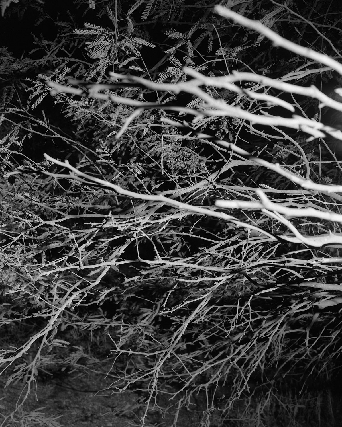 Night Trees in the park02.jpg