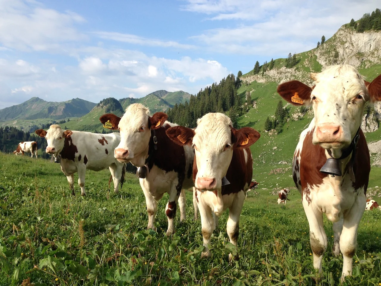 cowz.jpg