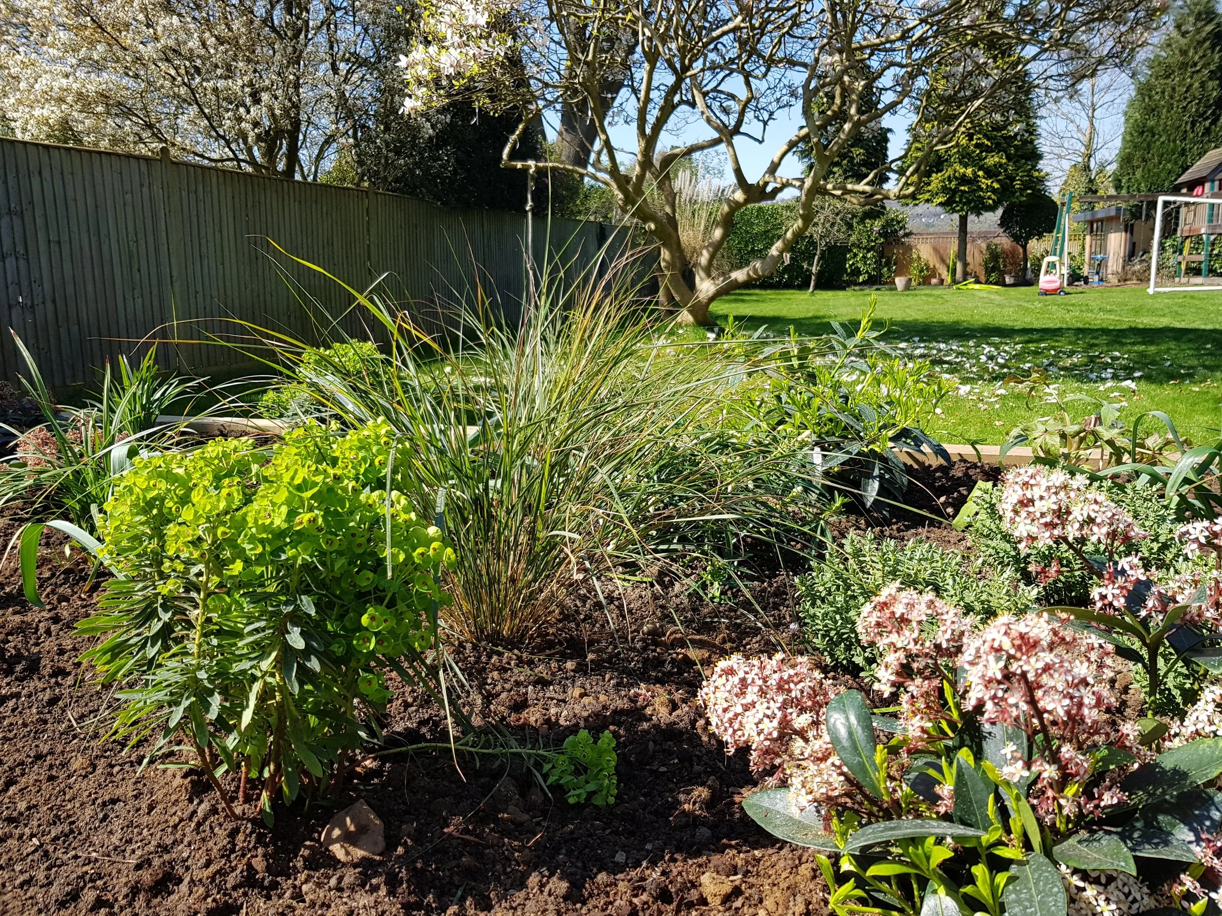 Close up of Euphorbia martinii, Anementhele lessoniana and Skimmia confusa. 
