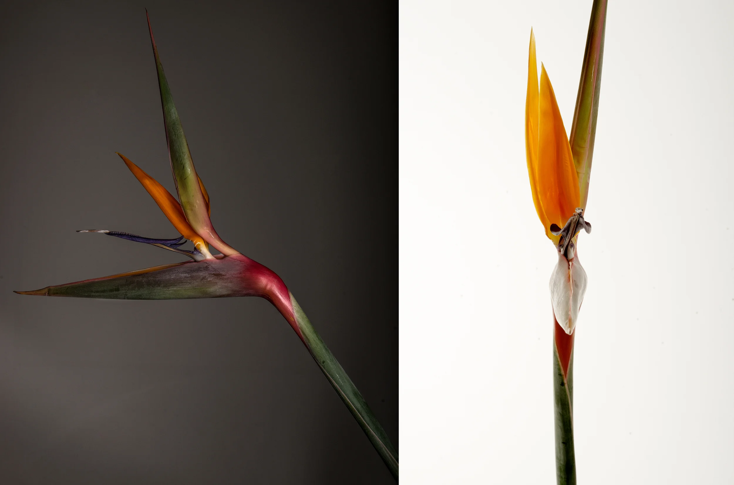 blume2.jpg