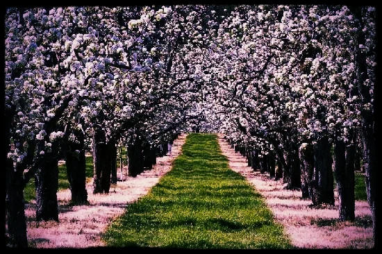 fruit-orchards-in-the.jpg