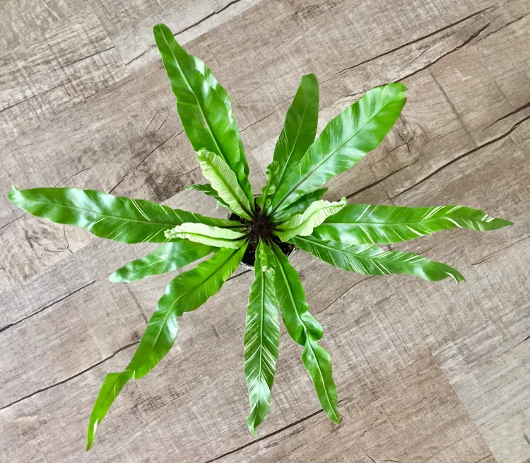 Variegated Asplenium Nidus  ANGIE FEATHERSTONE