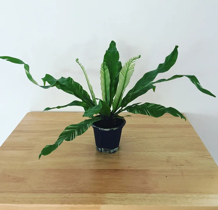 miniature rose plant indoor Fragrant Indoor Rose 'RosAroma®'