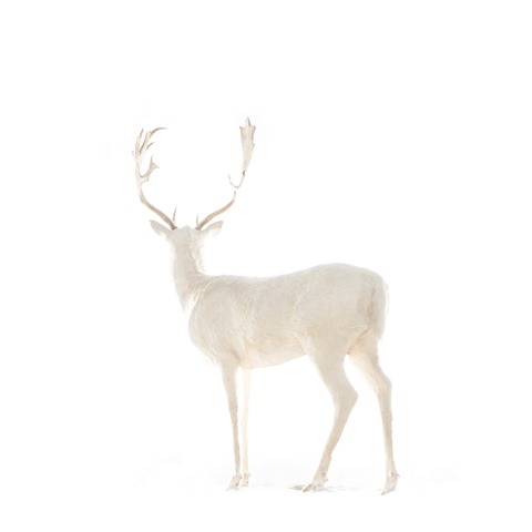 white into the white