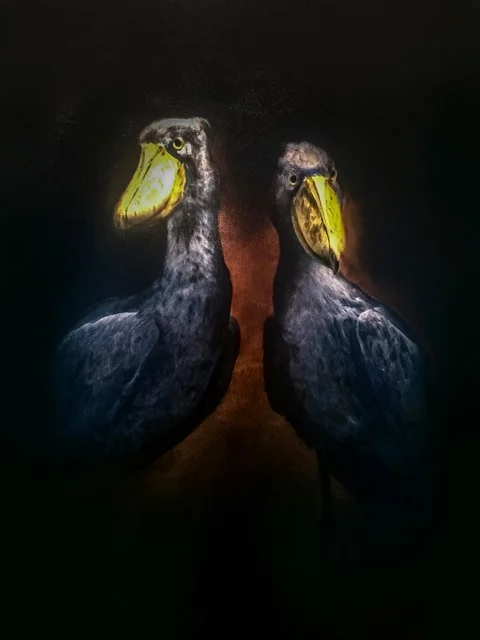 murphyshoebillcranes.jpg