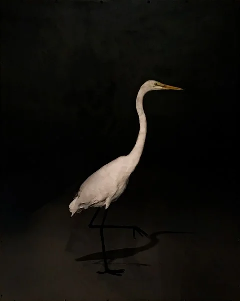 murphywhiteheronportrait.jpg