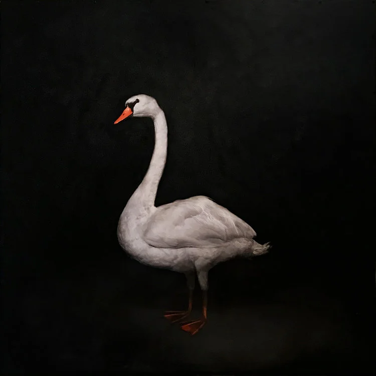 murphyswanportrait.jpg