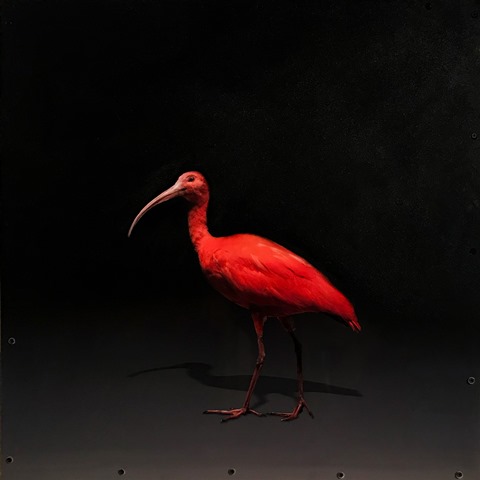 murphyscarletibisportrait.jpg