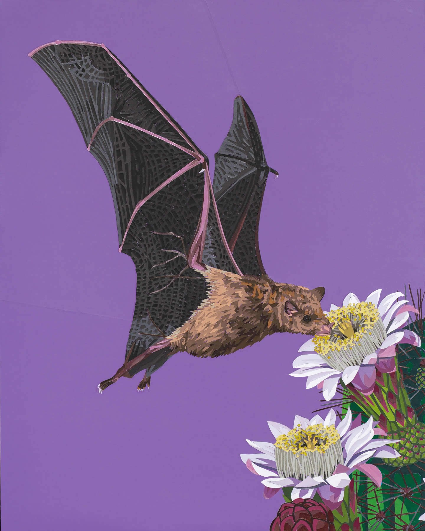 KIRKlesser-long-nose-bat.jpg