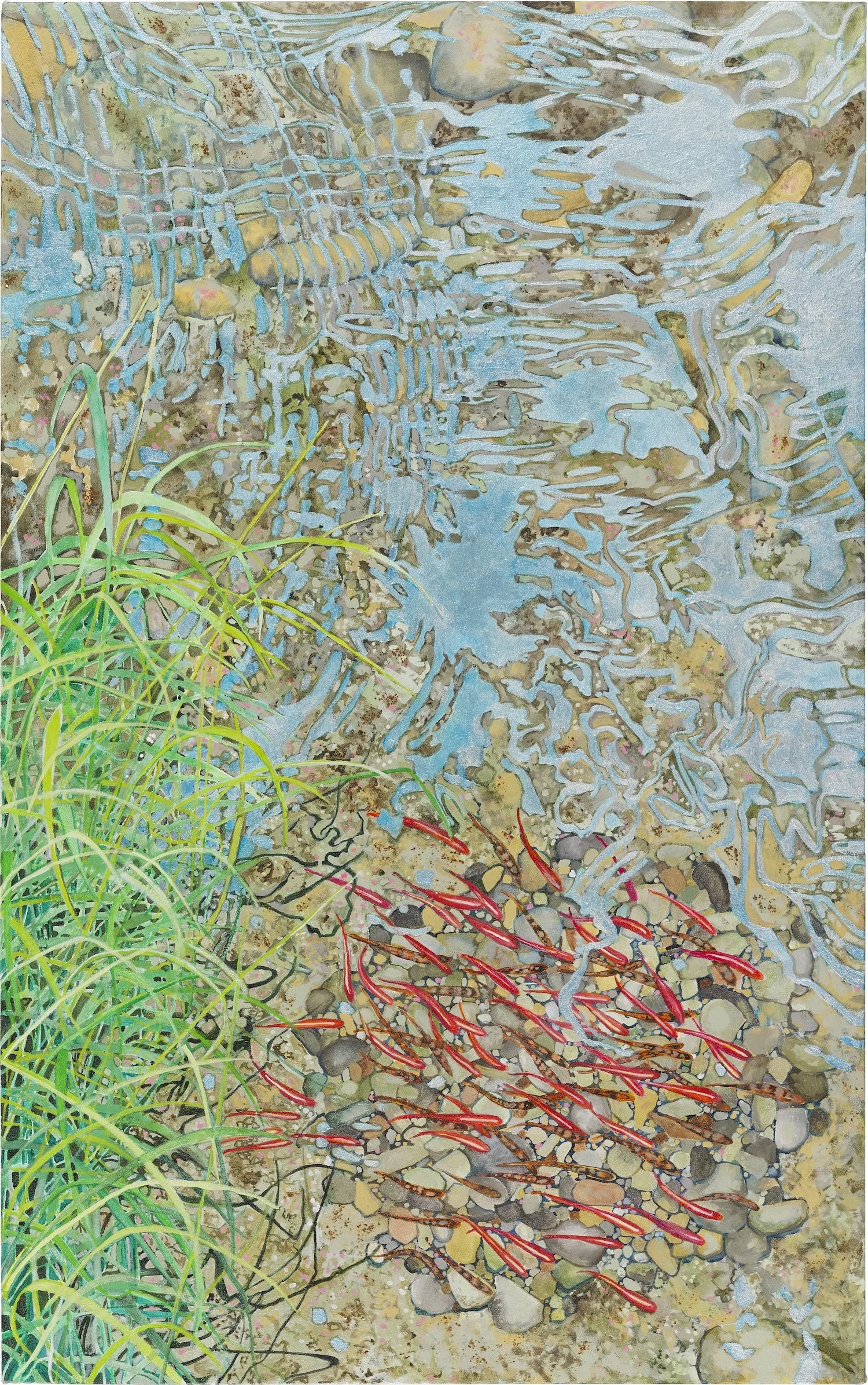 stoneroller nest with redlip shiners