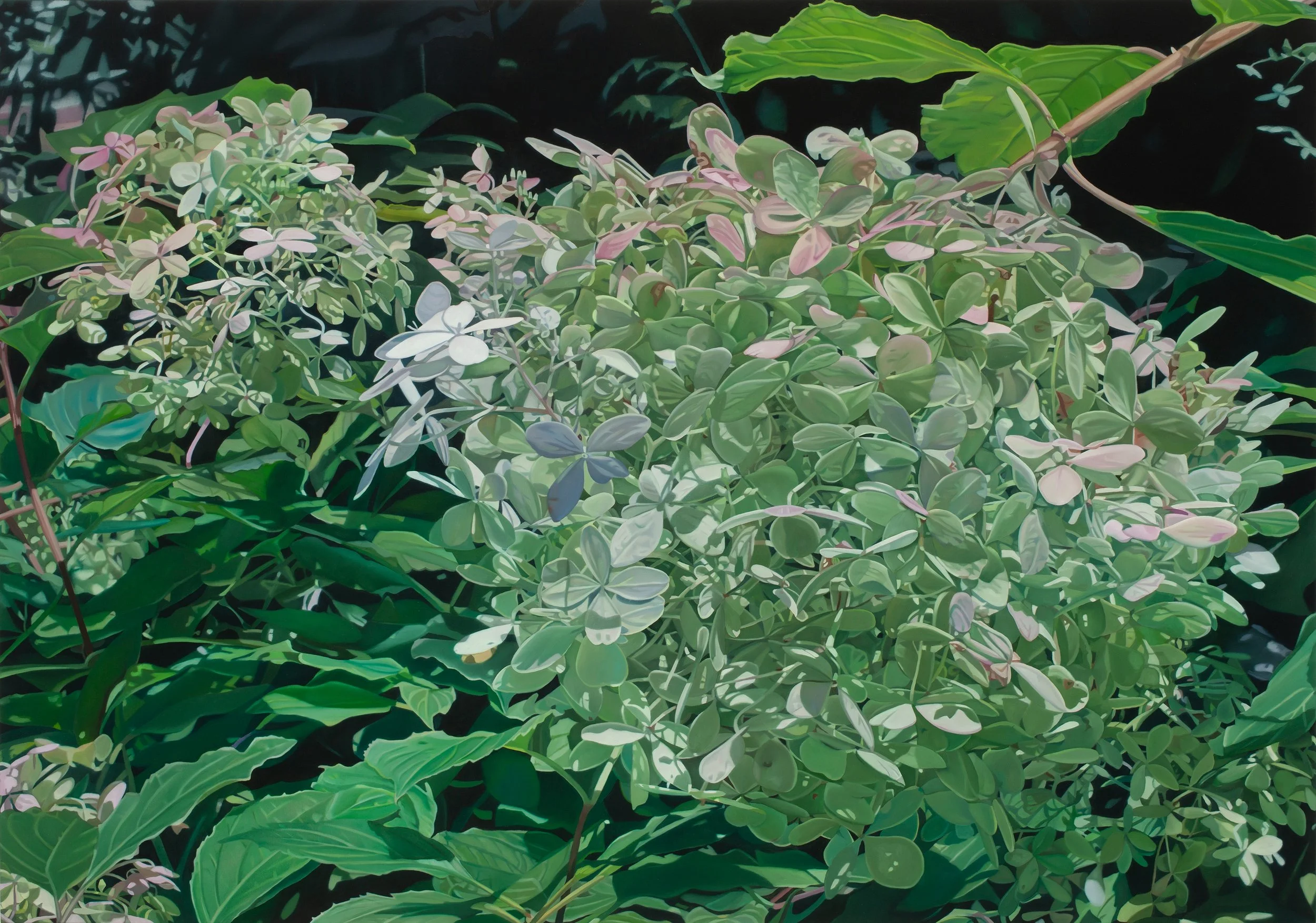 hydrangea xxxii    2025