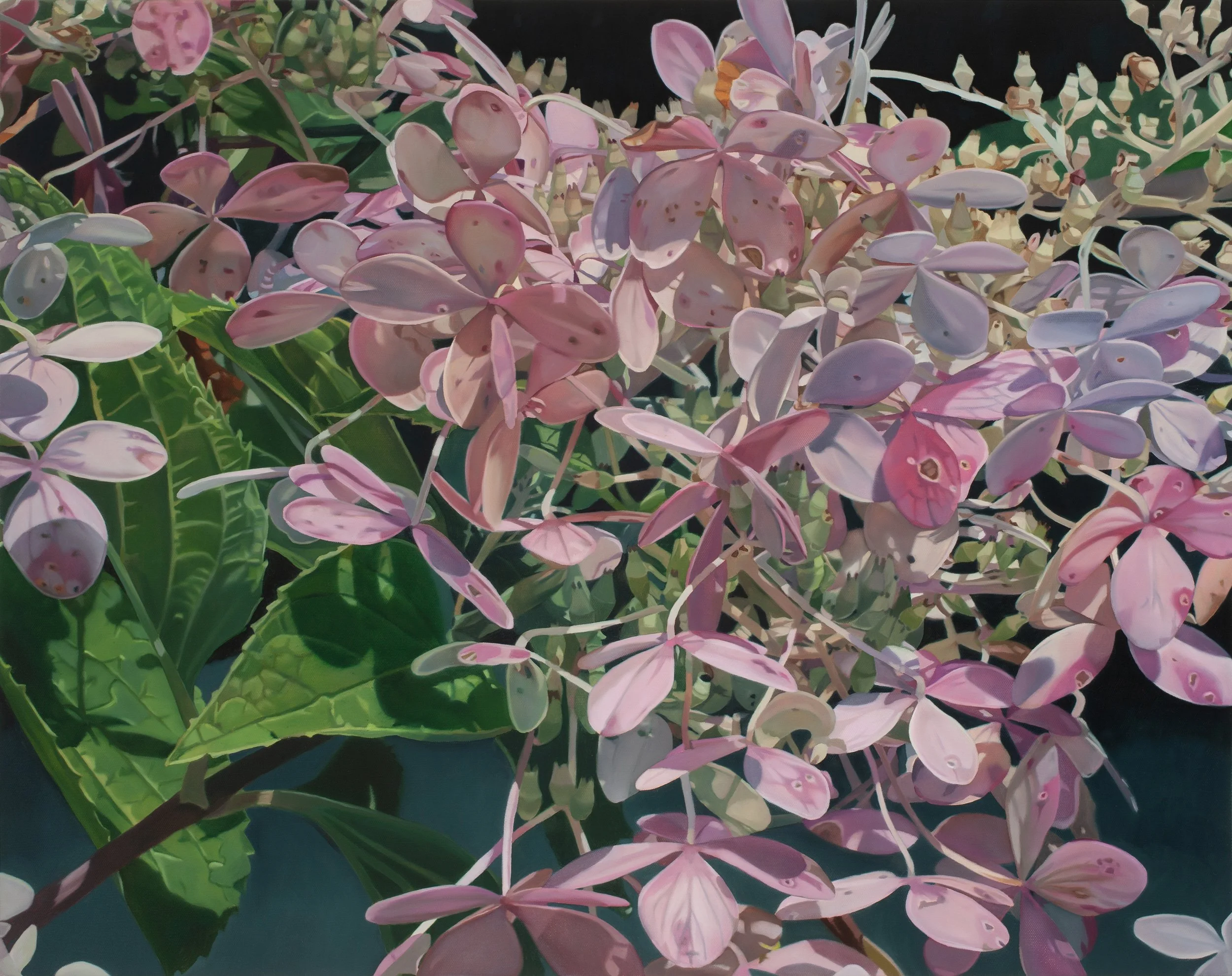 hydrangea xxxiii   2026