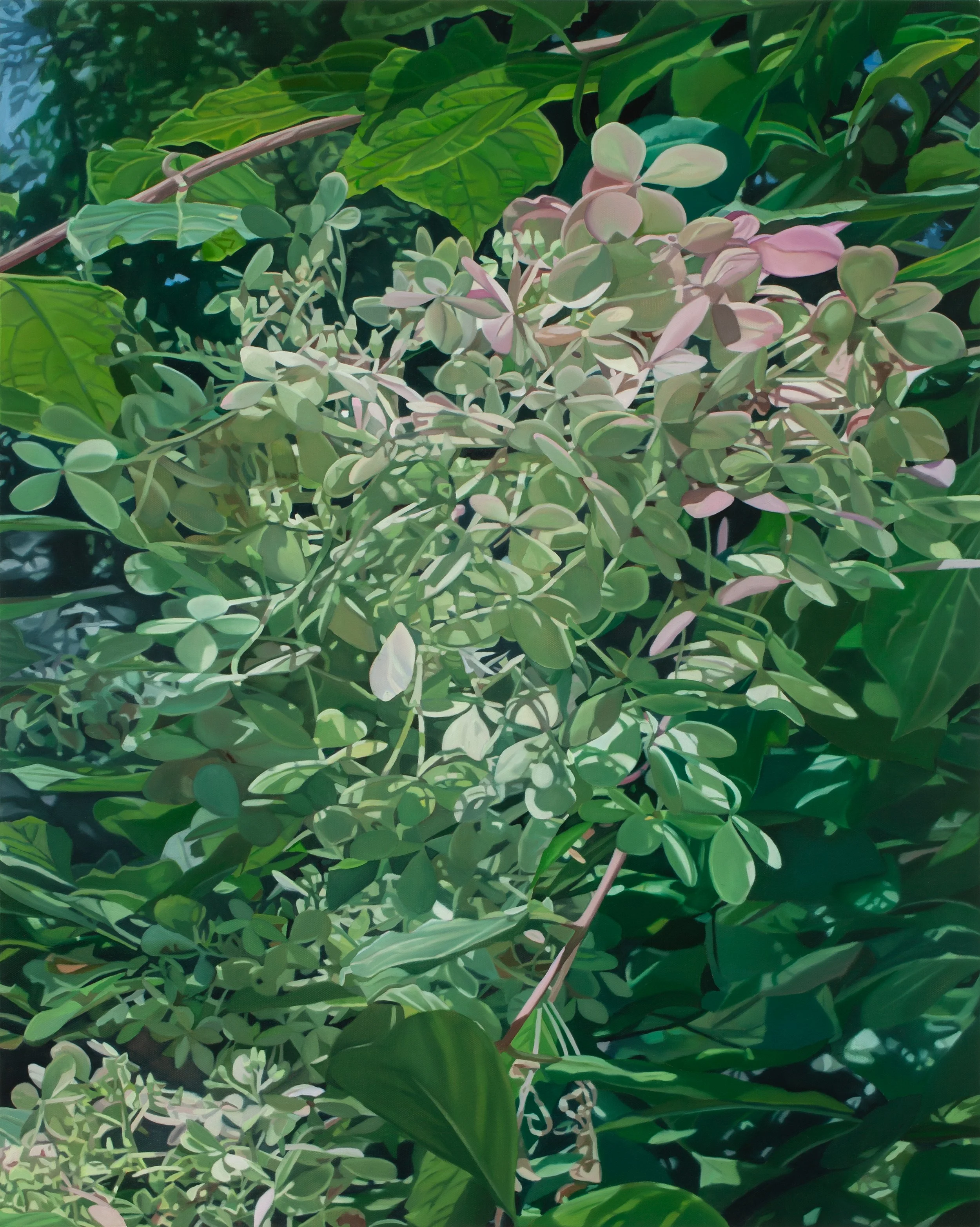 hydrangea xxxi   2025