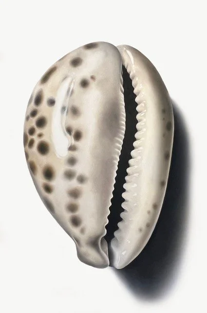 tiger cowrie    2024