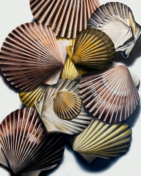 scallop scatter no. 3 2025