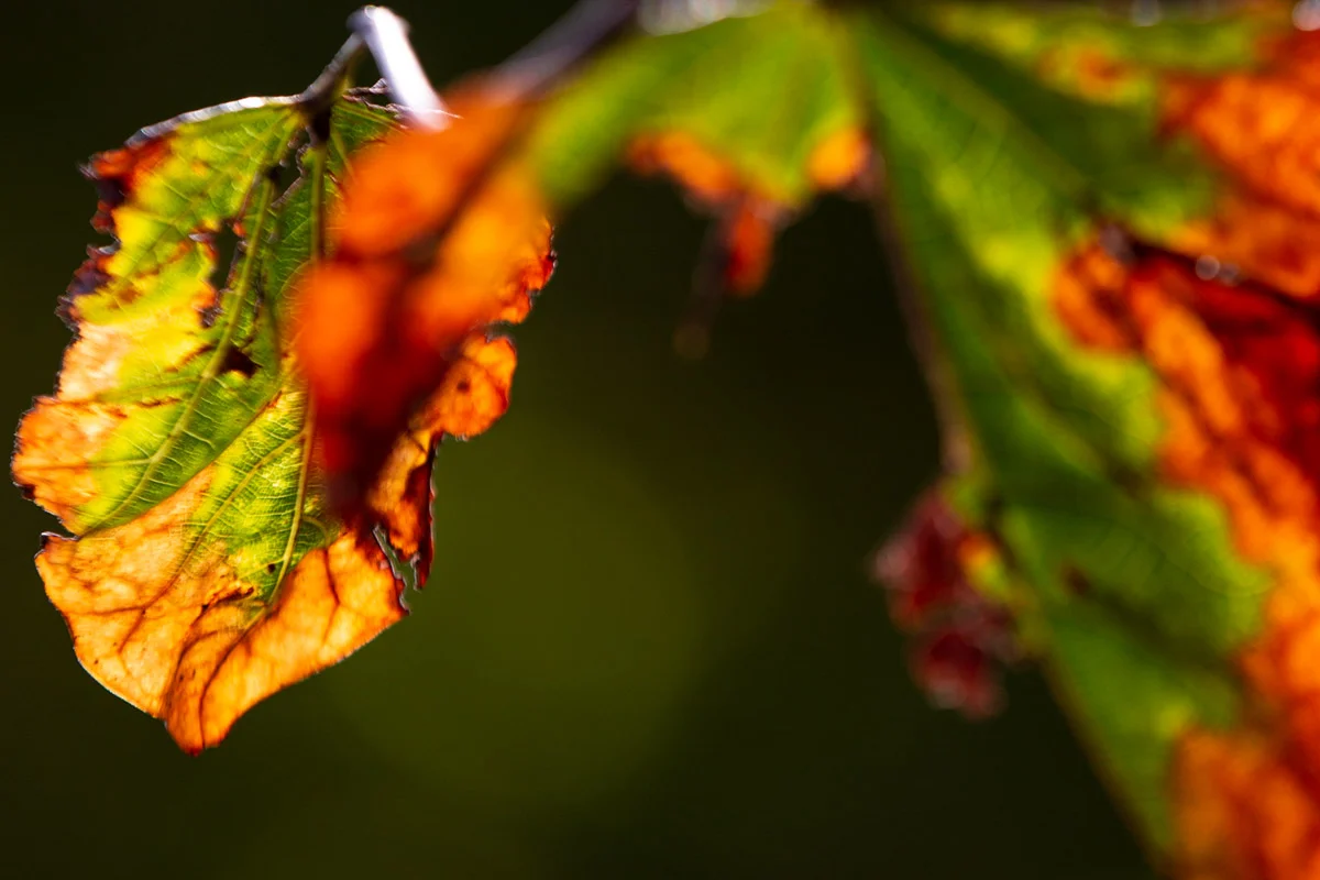 leaf_MG_6441.jpg