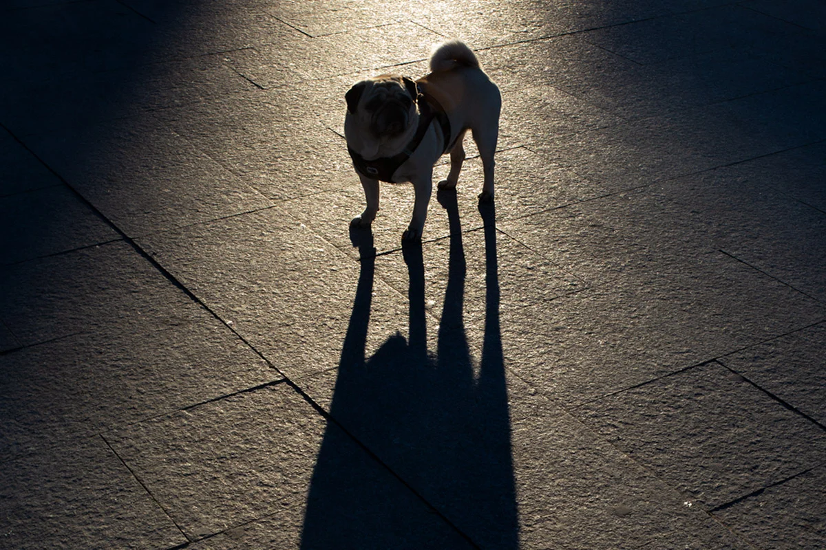 shadowPug_MG_6441.jpg