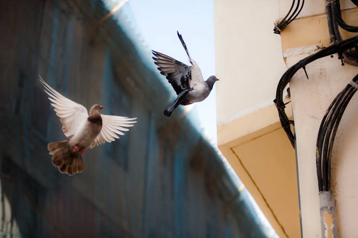 pigeon_MG_6441.jpg