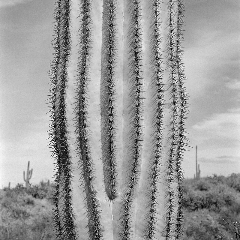 VII