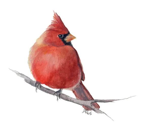 6fd3a469a4cd1bbd-cardinal1copy.jpg