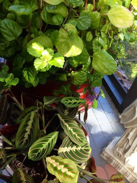 Thinking about plants thinking and how I want to be like them: