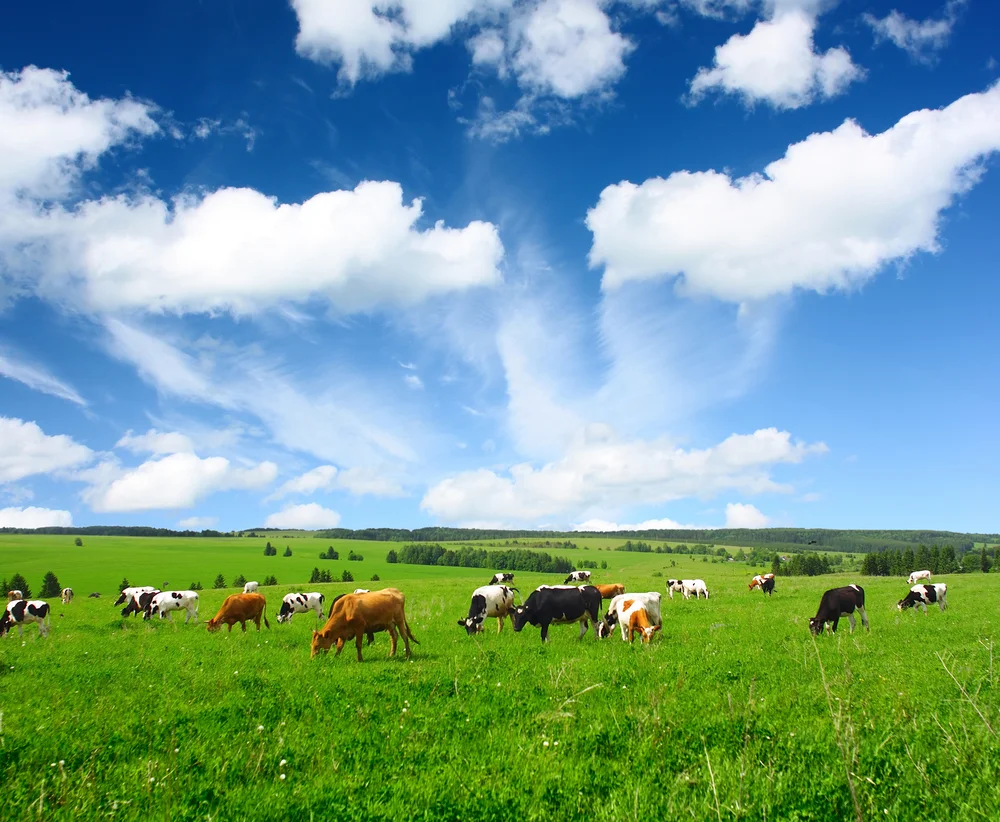 The Health Benefits of Eating Grass-Fed Beef, Dairy & Eggs