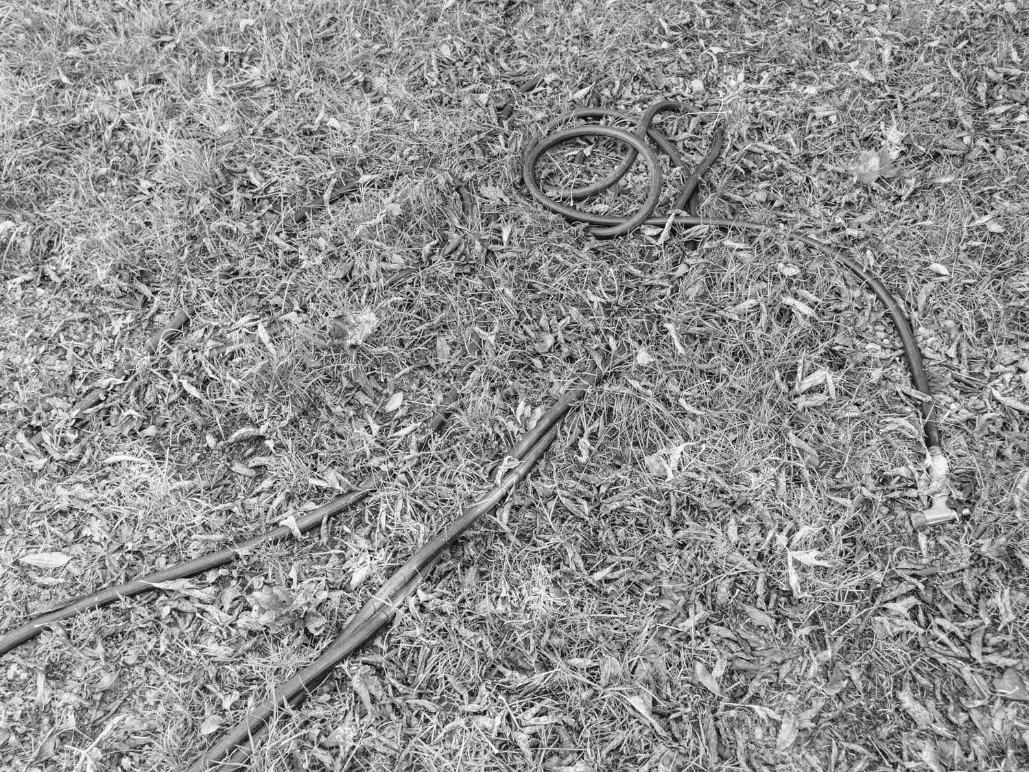 The Great Snake