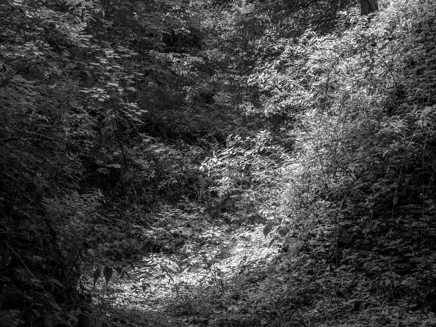 Hiding in the Woods