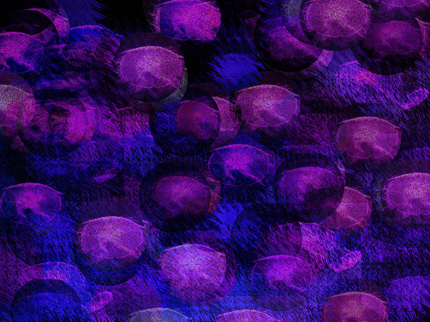 Collage-w-Jelly-Fish-2003.jpg