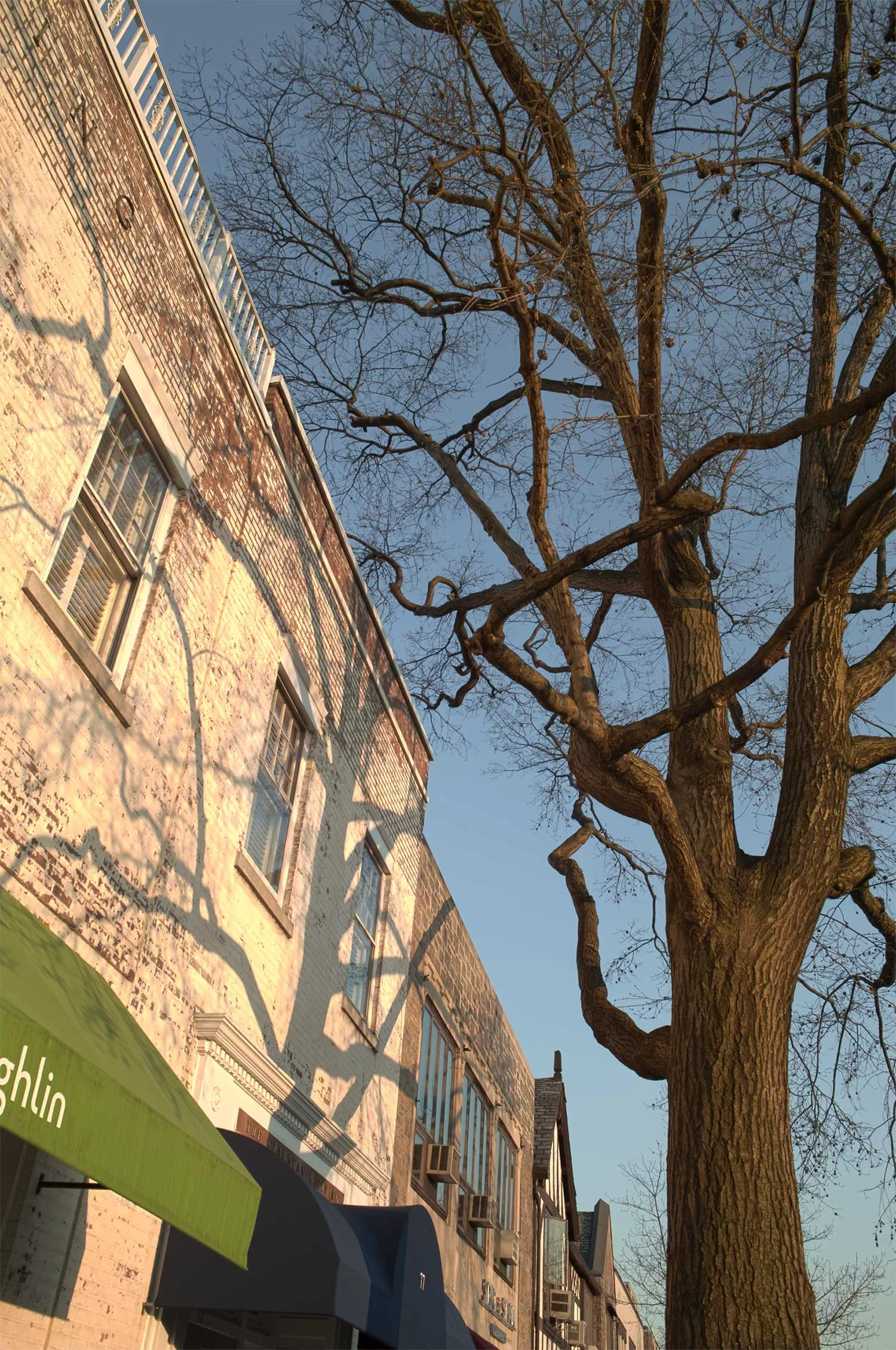 Tree-at-Sunset - Copy.jpg