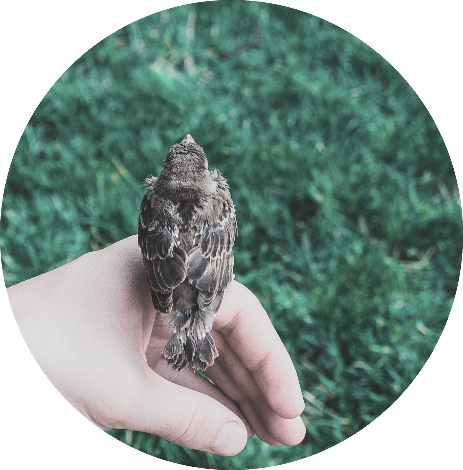 bird_hand.jpg