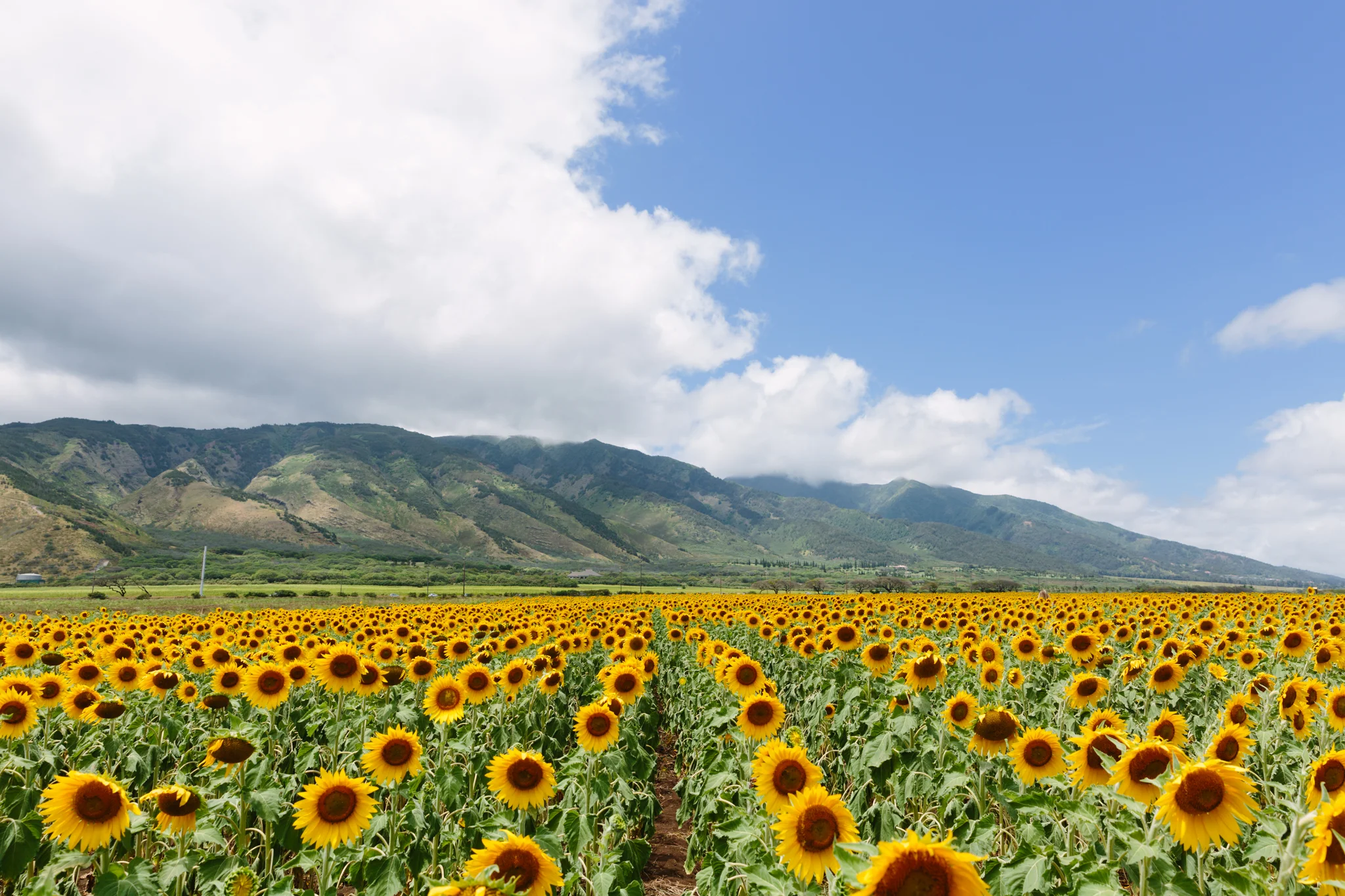 American Express: Maui