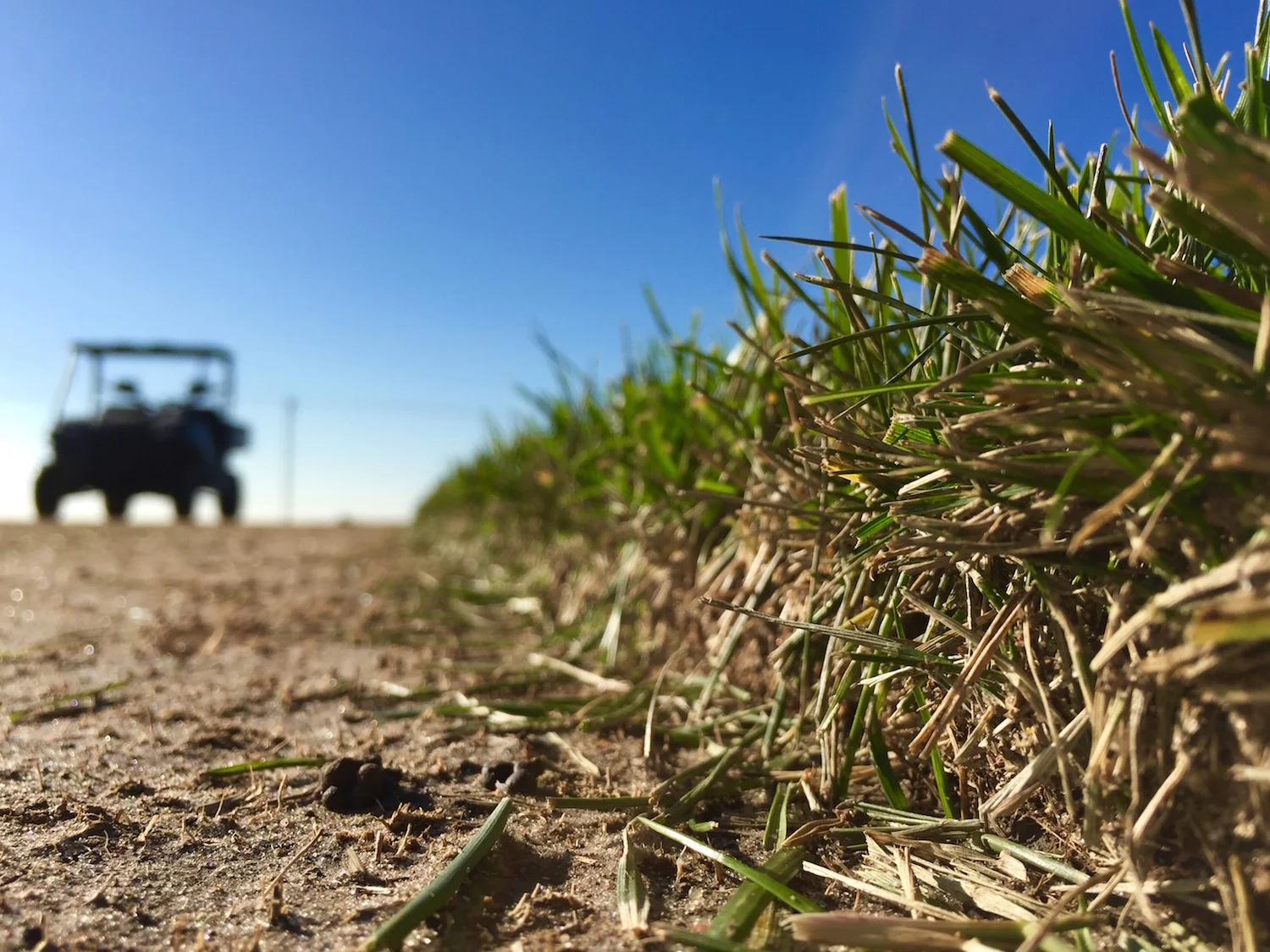 Blue Grass sod close up