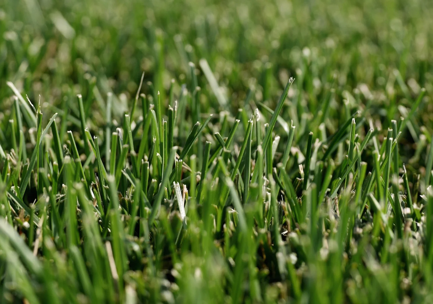 Close up of sod field at Blue Grass