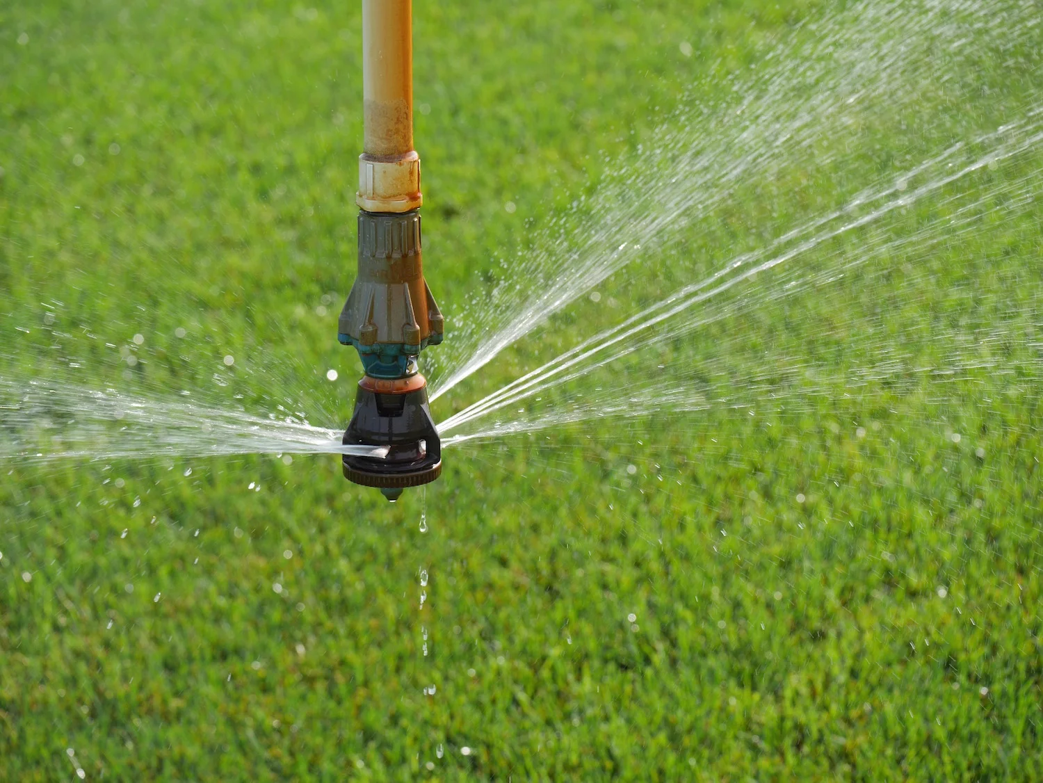 Certified Kentucky bluegrass.jpg
