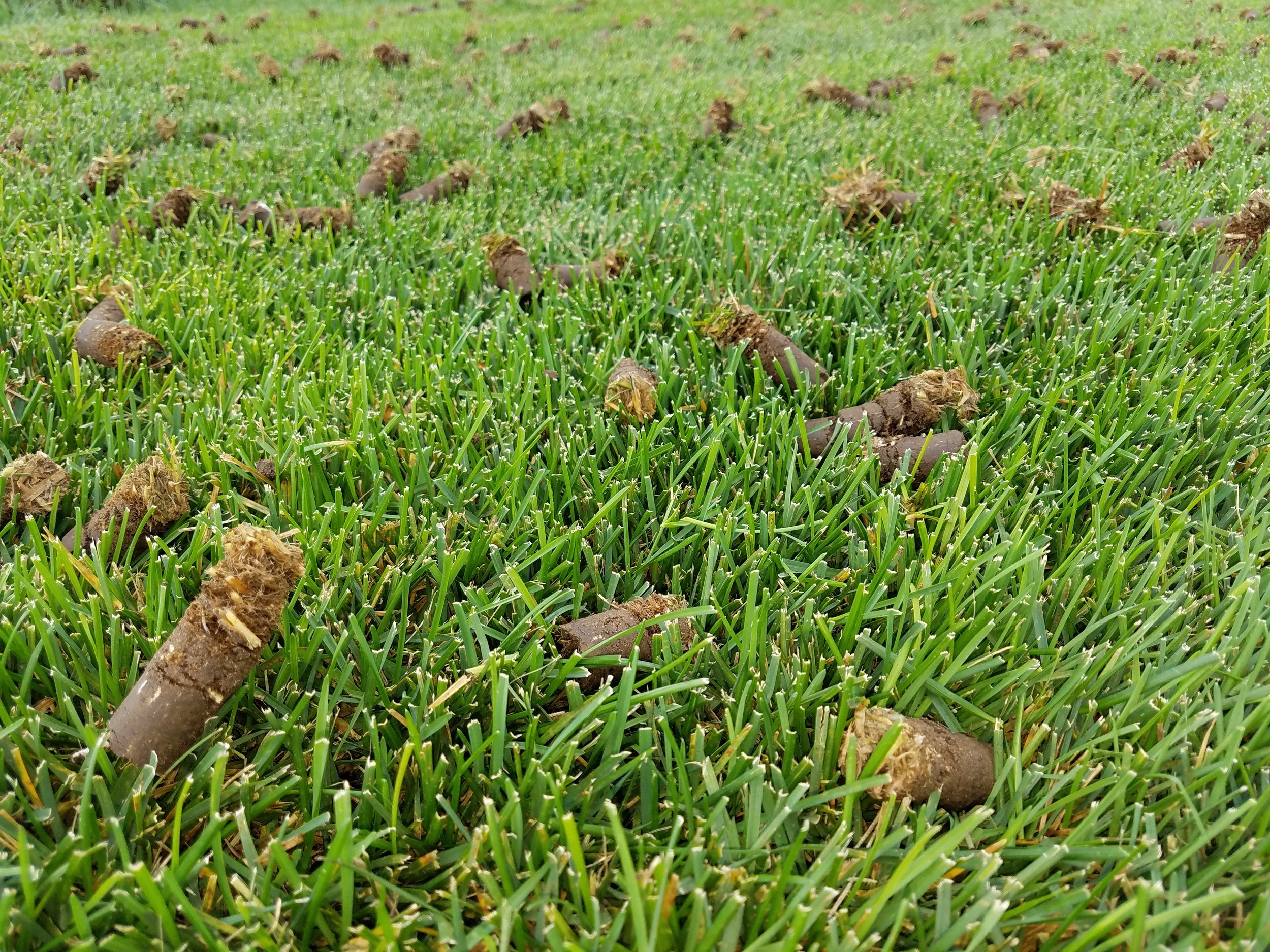 Core Aeration Plugs.jpg