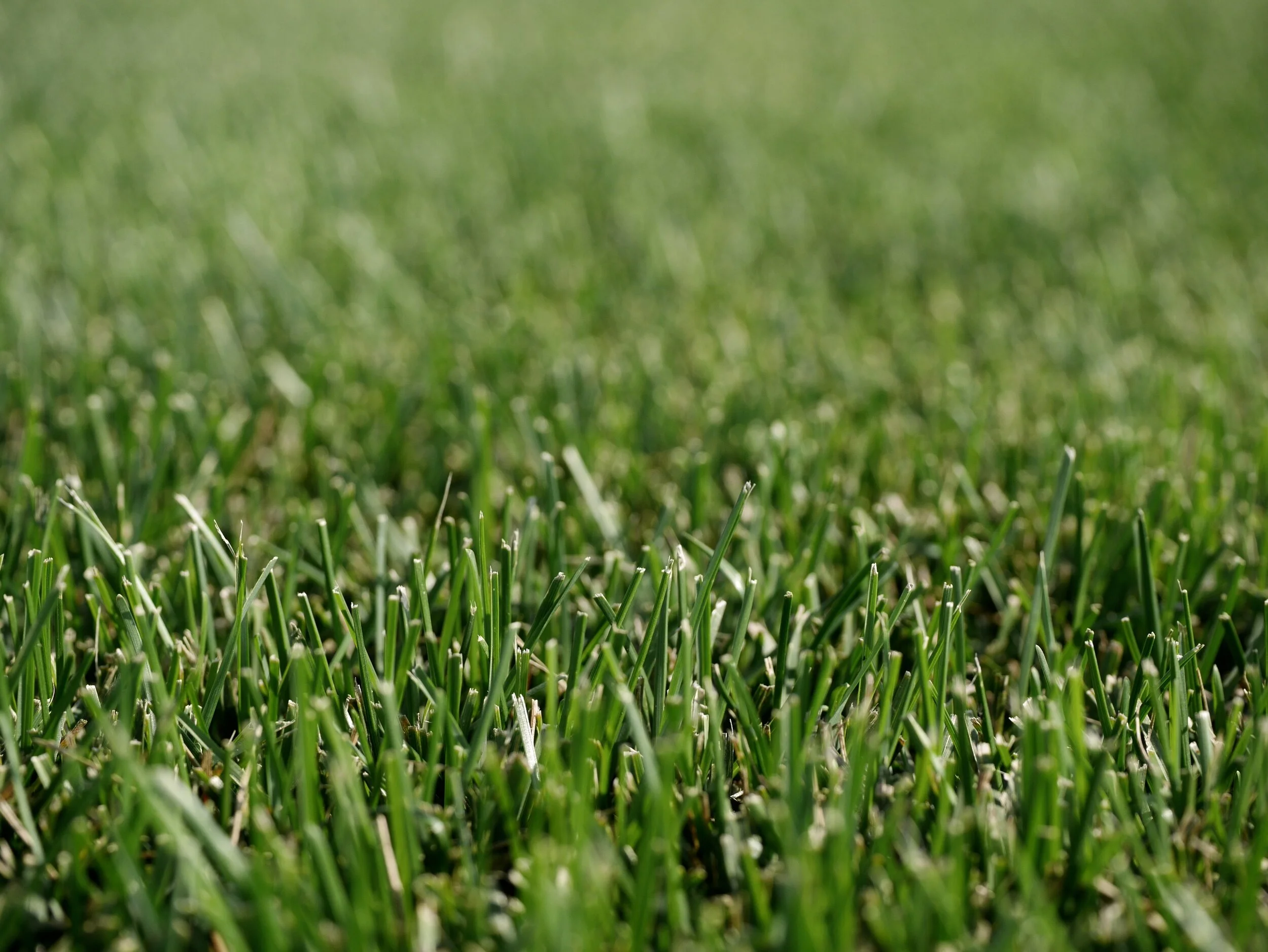 Lawn repair with sod.jpeg