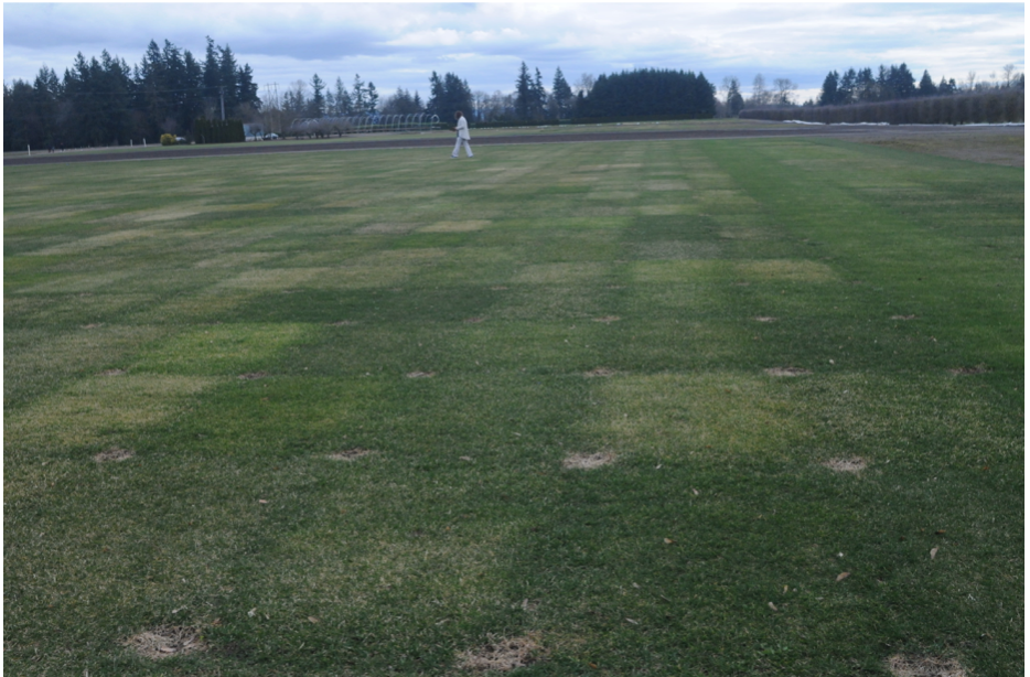 Overseeding vs Feeding