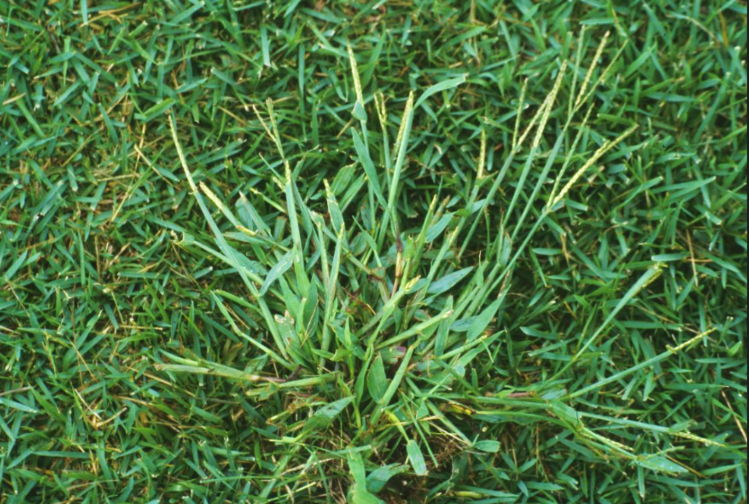 Step 2 Preventing Crabgrass with Dimension (and Grubs with Acelepryn) - Choices, Choices...