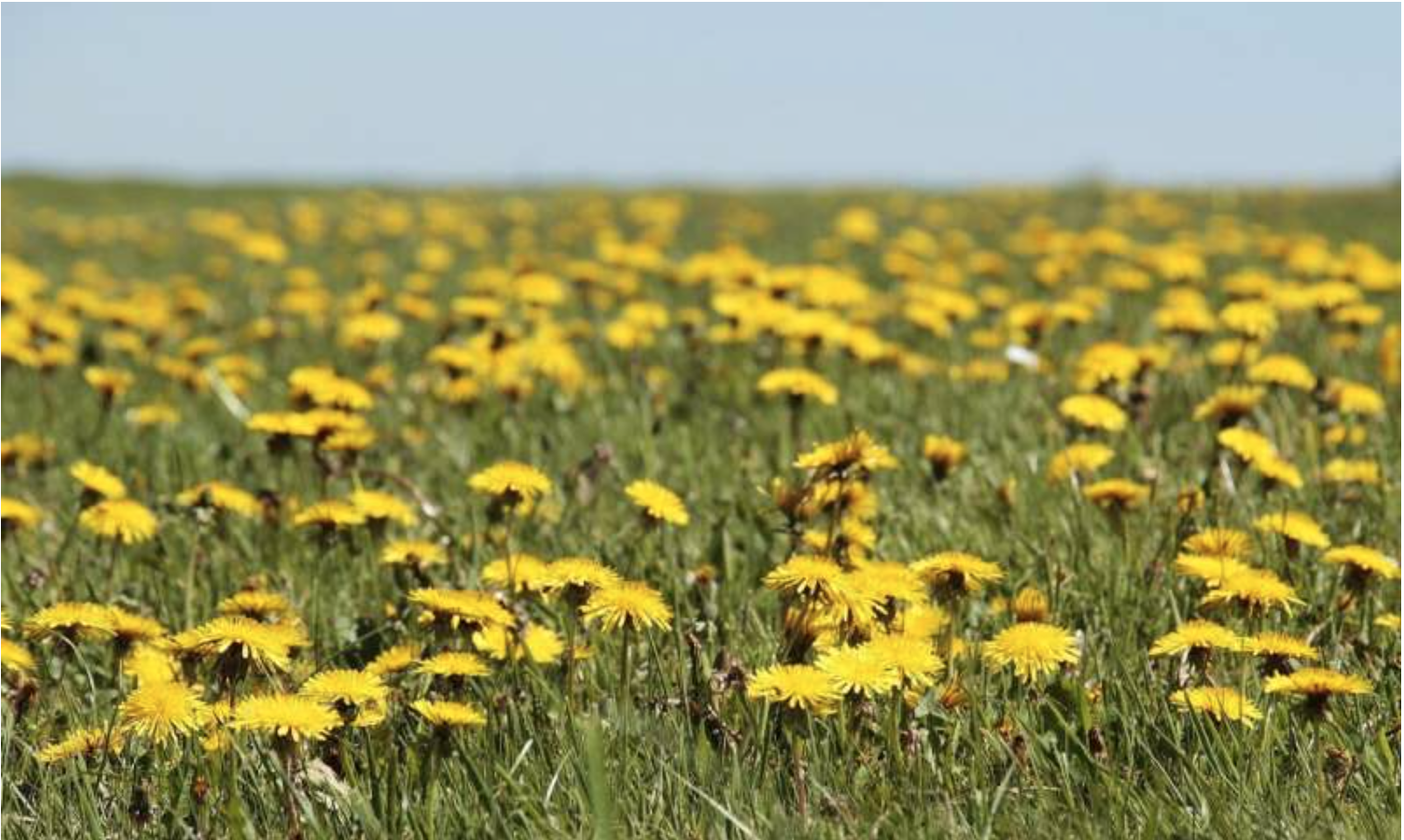 Dandelion Control Options for Anyone on the Love-Hate Dandelion Spectrum