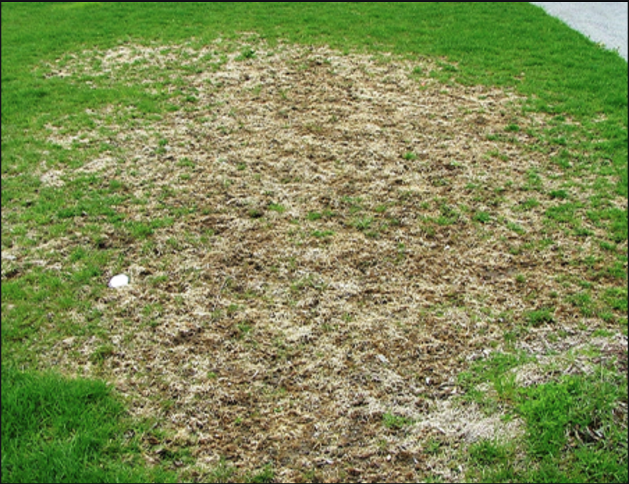 Recent grub damage. Because grub damage can look similar to other damage in lawns, it is important to dig in the area to see if you can confirm there is an infestation.