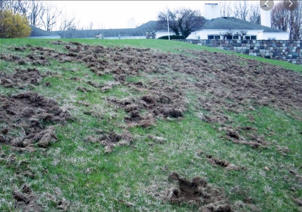 Lawn &amp; Order: Special Grub Unit